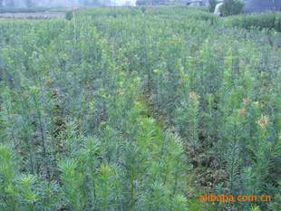 【綠化設(shè)計圖中的喬木與灌木之分】價格、產(chǎn)品供應(yīng),綠化設(shè)計圖中的喬木與灌木之分廠家批發(fā)-1024商務(wù)網(wǎng)