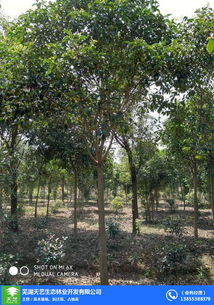 安徽苗木 綠化工程苗木 蕪湖天藝 優(yōu)質(zhì)商家