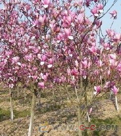 紫玉蘭,紫玉蘭價(jià)格,紫玉蘭圖片,江蘇紫玉蘭