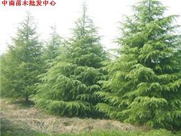 花木產(chǎn)品|苗木圖片