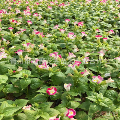 【廠家直銷綠化植物夏堇花卉苗批發(fā)吊盆花卉夏堇花草苗可盆栽】青州市隆聚花卉苗木專業(yè)合作社 - 產(chǎn)品庫