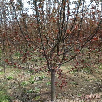 【誠信經(jīng)營海棠苗廠家木瓜海棠的價(jià)格】泰安高新區(qū)旺運(yùn)苗木中心 - 產(chǎn)品庫