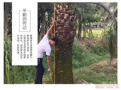 【榕翔苗木廠家供應(yīng)加拿利海棗園林景觀綠化苗木棕櫚植物】龍海市東泗鄉(xiāng)左岸花木場(chǎng) - 產(chǎn)品庫