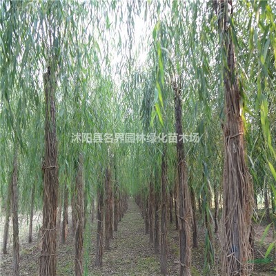 沭陽縣名界園林綠化苗木場 專業苗木供應與綠化服務