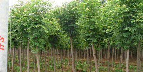 白蠟及其他常見苗木的栽培與應用