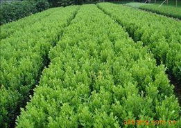 沭陽縣長樂綠化苗木場 苗木綠化與動物毛鬃產(chǎn)品全覽