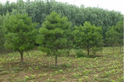 苗木行業或將迎來“黃金十年”發展機遇