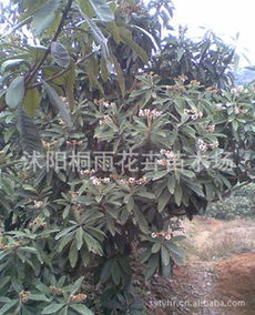 低價供應枇杷種子，價格優惠，量大從優