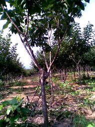 廣德鳳凰山櫻花基地 打造優質苗木產品，構筑多彩生態景觀