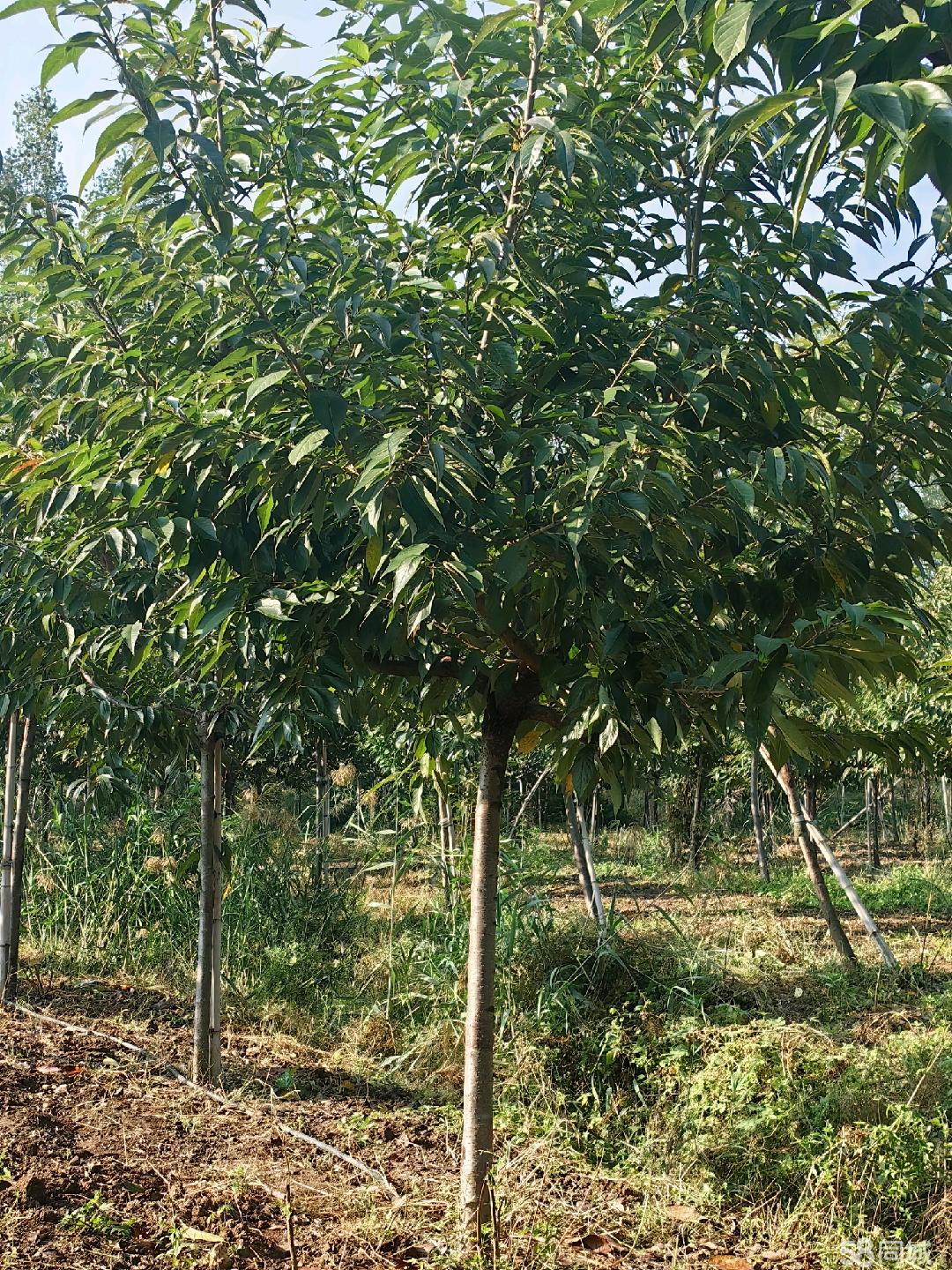 棗莊58同城 高效便捷的苗木交易平臺，助力綠色產業發展