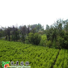 沭陽(yáng)縣完美園林綠化苗木場(chǎng) 專業(yè)喬灌木供應(yīng)，打造綠色生態(tài)之美