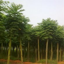 欒樹市場(chǎng)價(jià)格與黃山欒特性解析——聚焦8-15公分規(guī)格及南京浦口天昱生態(tài)苗木場(chǎng)供應(yīng)